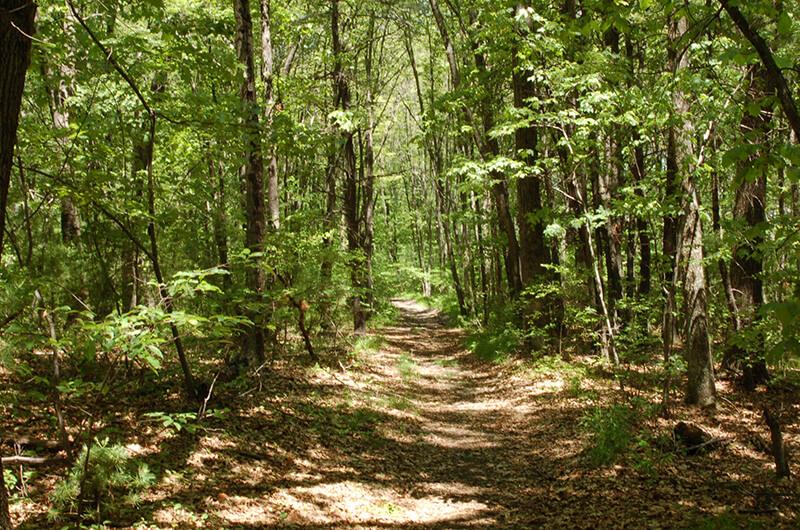A forest