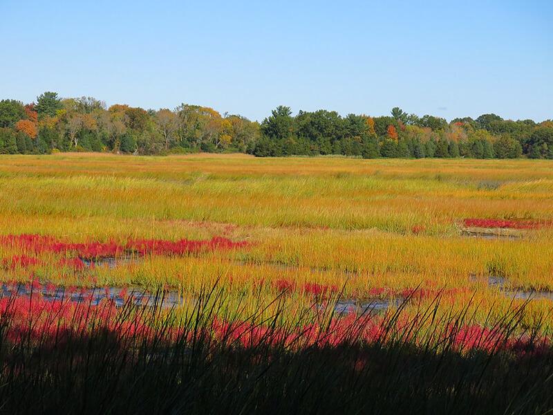 A field