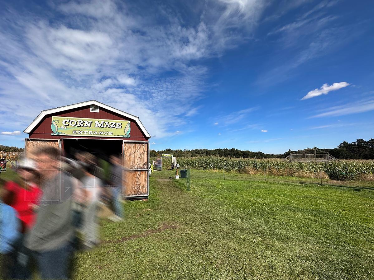 marini farm corn maze