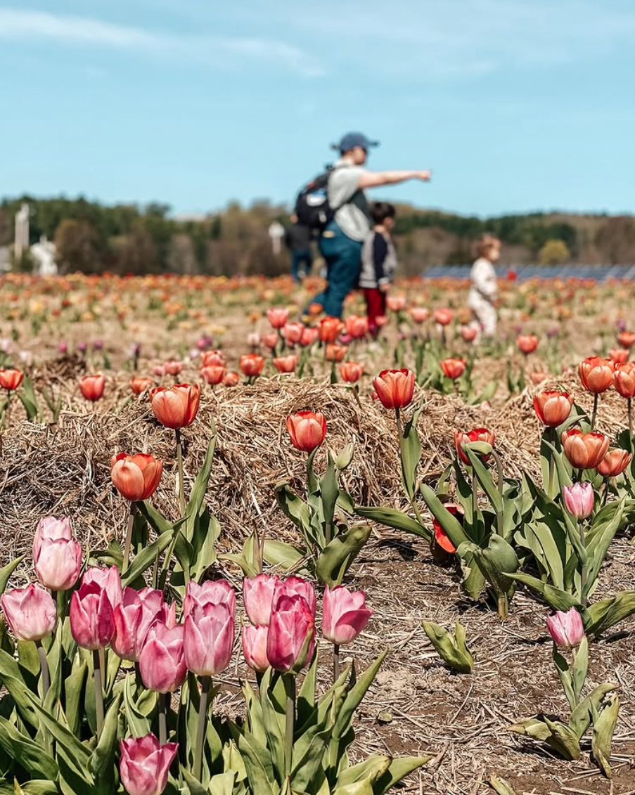 Tulip field with blurred people in the background under a blue sky.