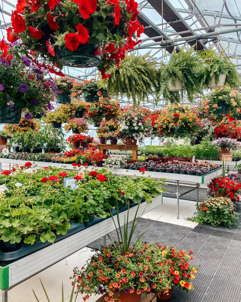 Greenhouse with vibrant red, orange, and purple flowers in pots and hanging baskets.