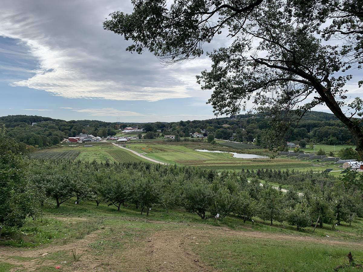 Vineyard and orchard landscape beneath a cloudy sky, framed by a large tree.