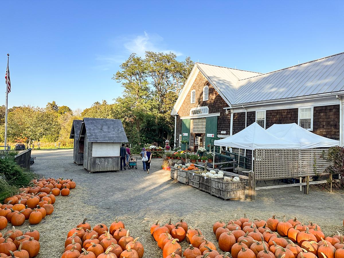 Pumpkins for sale outside a rustic farm market on a sunny autumn day.