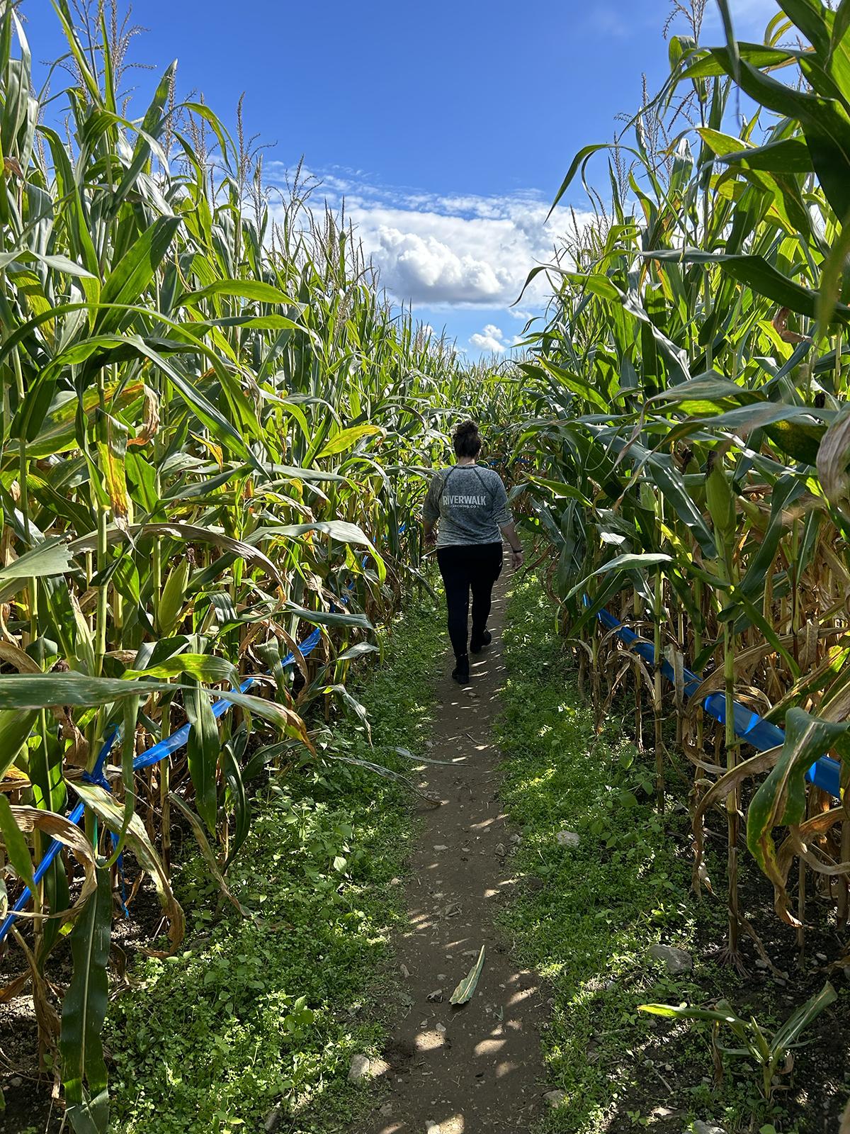 Person walking a narrow path between tall corn stalks under a blue sky.